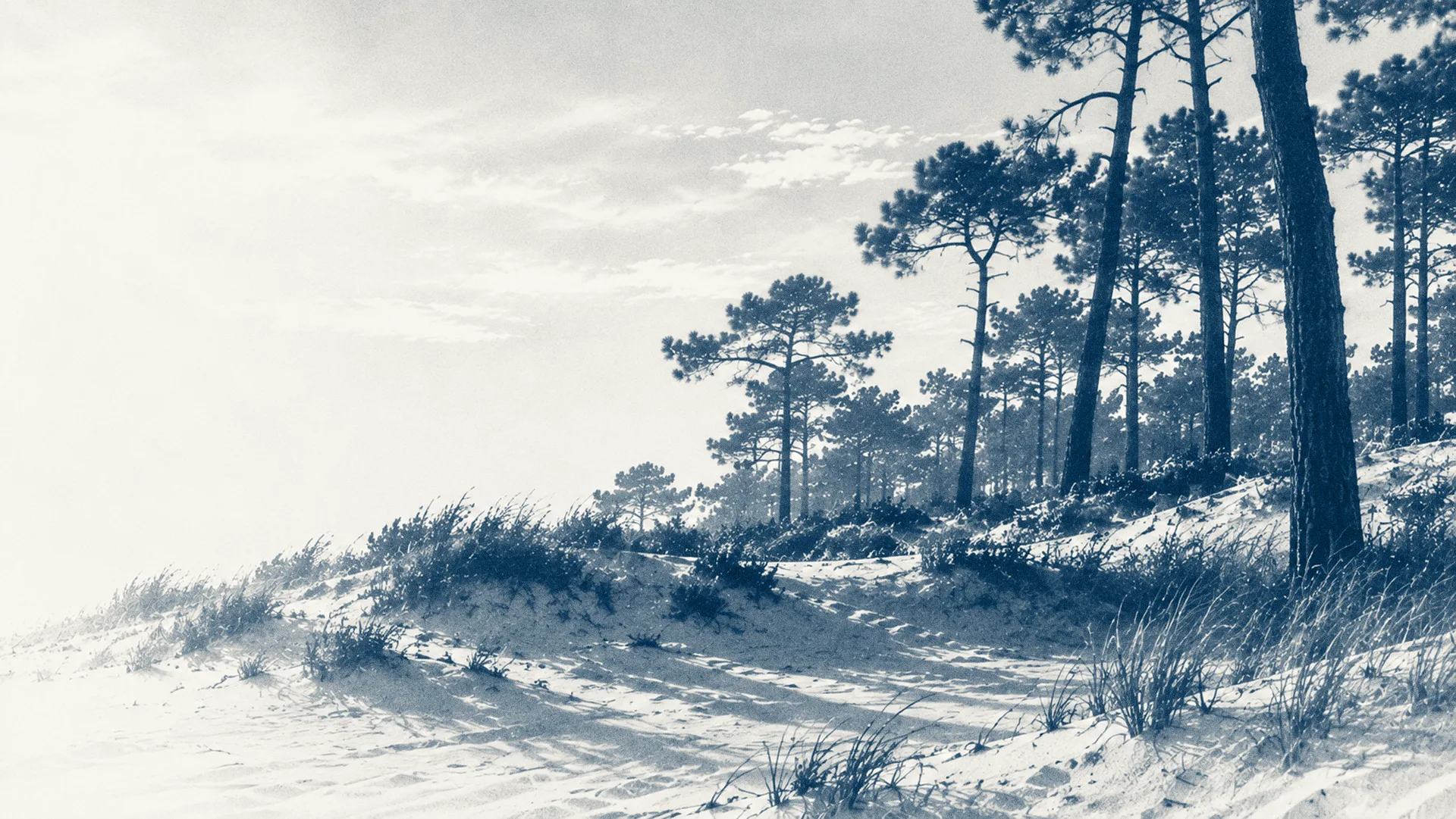 Pinède Atlantique